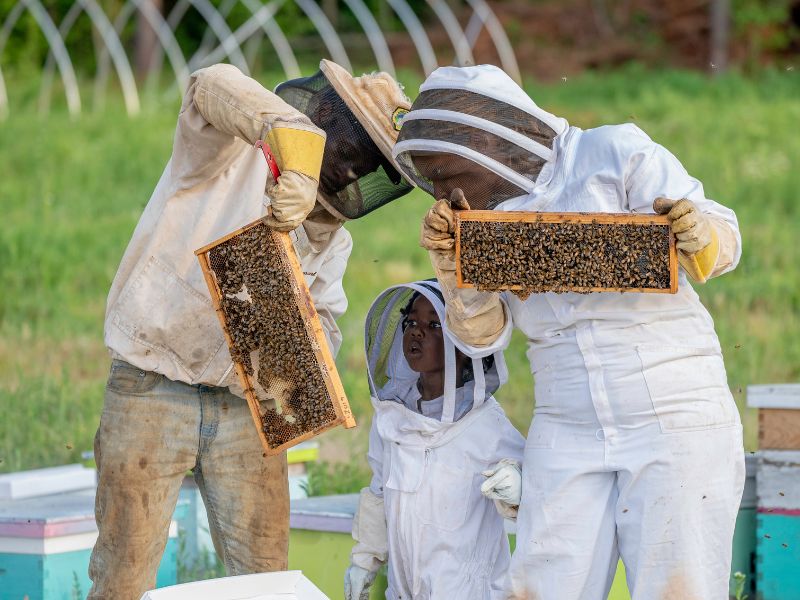 8 Beekeeping Technician Jobs in Canada With Visa Sponsorship